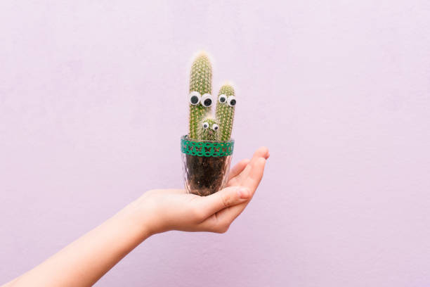 cactus is funny with eyes. the girl holds a pot of cacti in her hand - cheerful cactus imagens e fotografias de stock