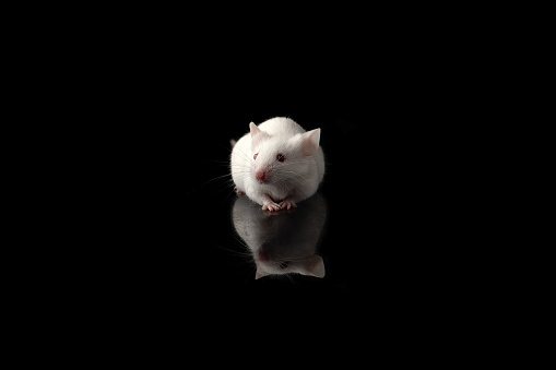 White rat isolated on black background. Symbol of new year 2020