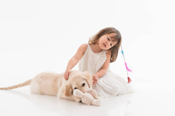счастливая девушка играет со своей собакой на белом - golden retriever friendship white small стоковые фото и изображения