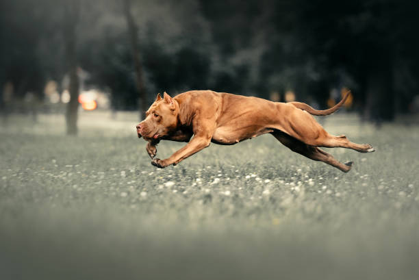 american pit bull terrier dog running outdoors brown american pit bull terrier dog running outdoors american pit bull terrier stock pictures, royalty-free photos & images