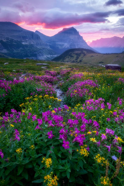 氷河国立公園 - 太陽に行く花の牧草地 2 - montana mountain meadow flower ストックフォトと画像