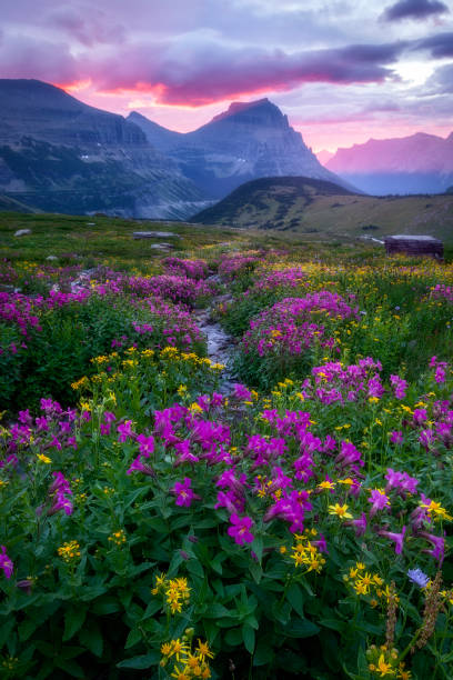 национальный парк ледник - луг в цвету собирается на солнце 2 - landscape montana wildflower flower стоковые фото и изображения