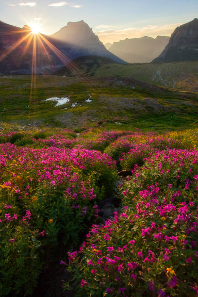park narodowy lodowca - łąka w rozkwicie będzie flara słońca - sunrise cloudscape us glacier national park vertical zdjęcia i obrazy z banku zdjęć