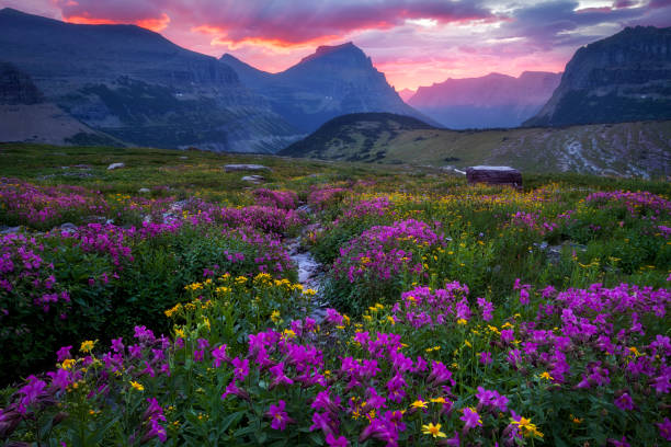 Early morning light is dawning on a beautiful alpine meadow in late summer on Logan Pass in Glacier National Park, Montana
