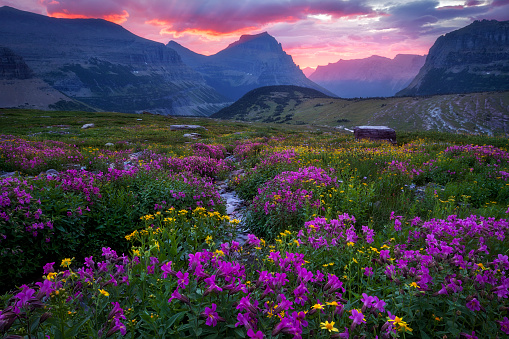 Early morning light is dawning on a beautiful alpine meadow in late summer on Logan Pass in Glacier National Park, Montana