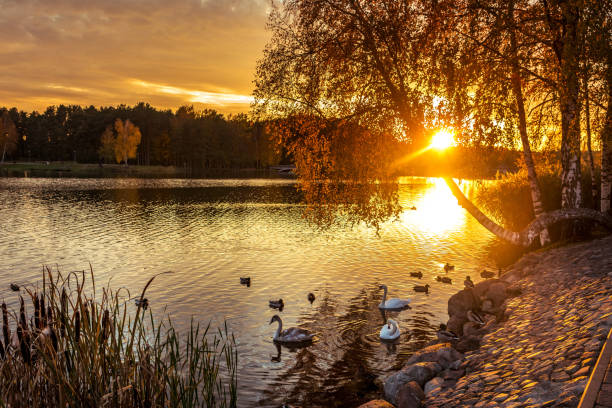 Beautiful sunset in Druskininkai, landscape with swans in Druskonis lake.