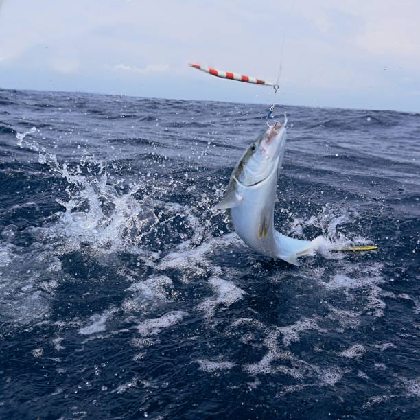 istock Fishing with Kingfish hooked on a lure jumping 1196086056