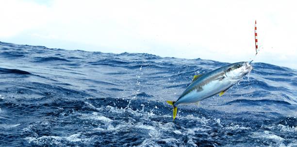 istock Fishing with Kingfish hooked on a lure jumping 1196086057