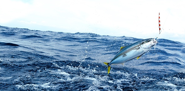 Kingfish hooked on a lure jumping in blue sea