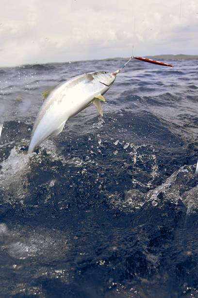 istock Fishing with Kingfish hooked on a lure jumping 1196086058