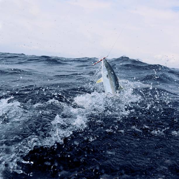 istock Fishing with Kingfish hooked on a lure jumping 1196086079