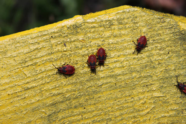 Bedbug soldier group of bedbugs sitting on a tree close-up. Can be used as background or wallpaper. For your design ideas.