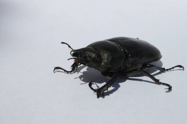 istock Beetle (stag beetle) sitting on a sheet of paper, close-up. 1196086179