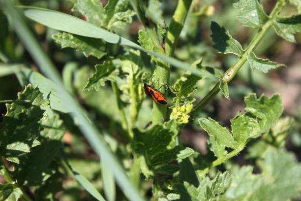 istock Beetle (bug-soldier) sitting on a stem of grass, close-up. 1196086740
