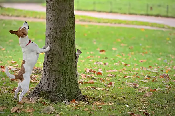 Photo of Dog chasing squirrel up tree, but it is hiding