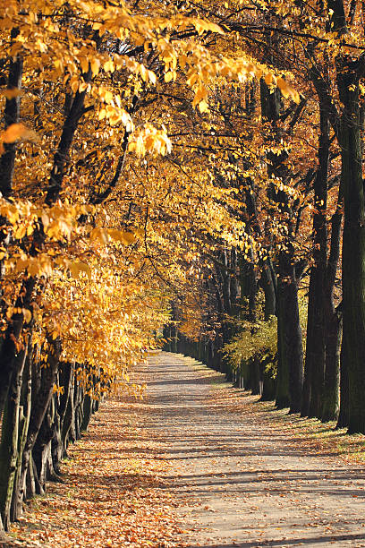 istock Autumn alley 119609004