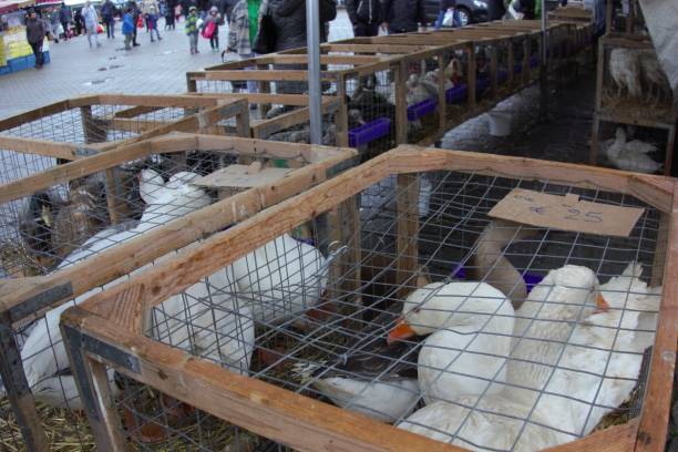 Brussels, Belgium - December 22, 2019: Poultry at market. White geese in cages for sale