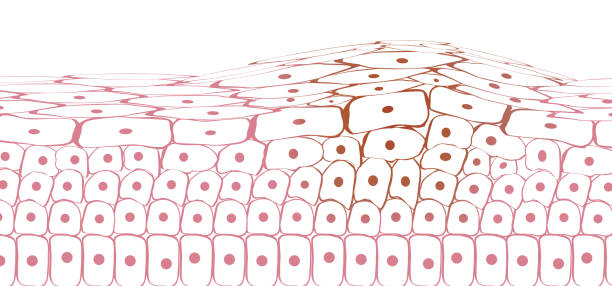 раковые клетки тканей кожи, меланома - melanocyte stock illustrations