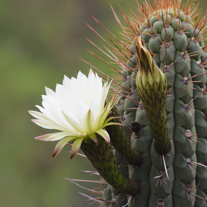 Flower and flower bud of the endemic Chilean Cactus (Echinopsis chiloensis), in the Andes of central Chile