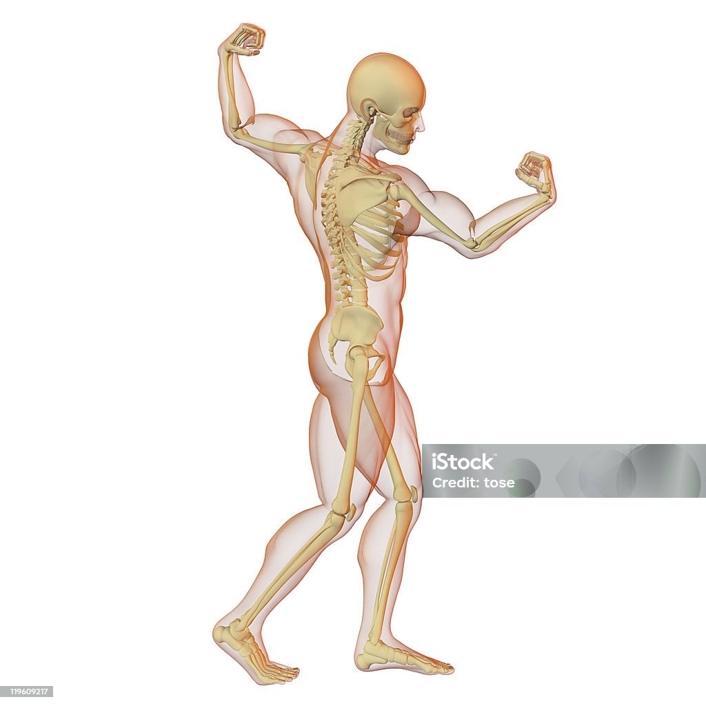 Esqueleto Humano masculino e o corpo. - Foto de stock de Anatomia royalty-free