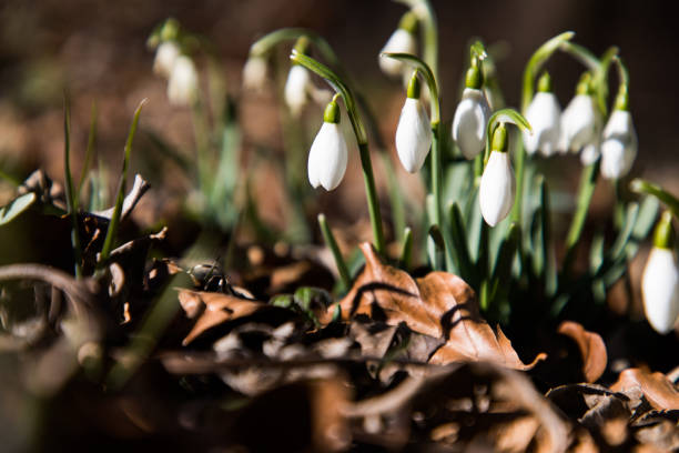 istock Beautiful white Galanthus flowers on dry leaves ground with copy space 1196093006
