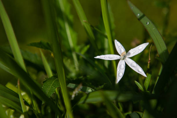 Star of Bethlehem white 5 petals flower blurred background with copy space