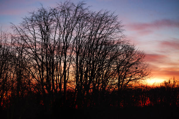 istock Sunset sky and trees background. Early morning at cold winter 1196093709