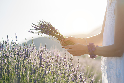 Woman hands is picking lavender