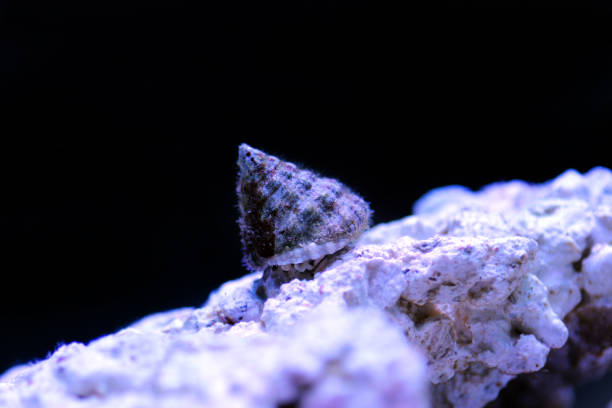 Turban saltwater snail - (Tectus fenestratus)
