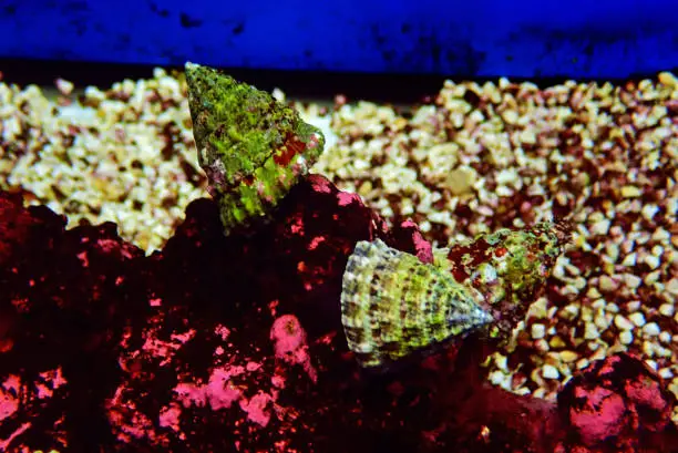 Turban saltwater snail - (Tectus fenestratus)