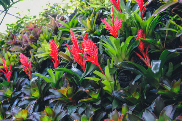 istock bromeliad plant growing in garden 1196098892