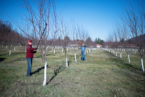 Full length senior adults pruning a tree in orchard, professional pruning.