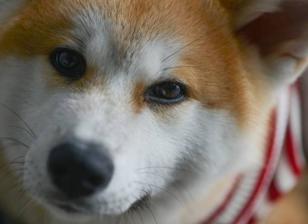 istock Purebred Akita Inu 1196098992