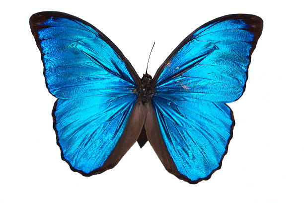 istock butterfly in the collection isolated 119609900