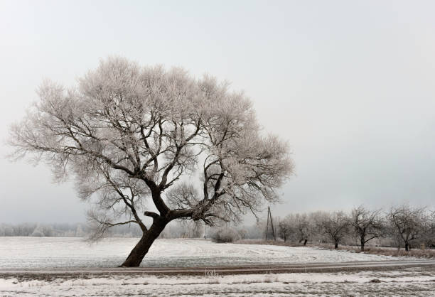istock Cold winter morning landscape with a road and lonely tree. 1196101610