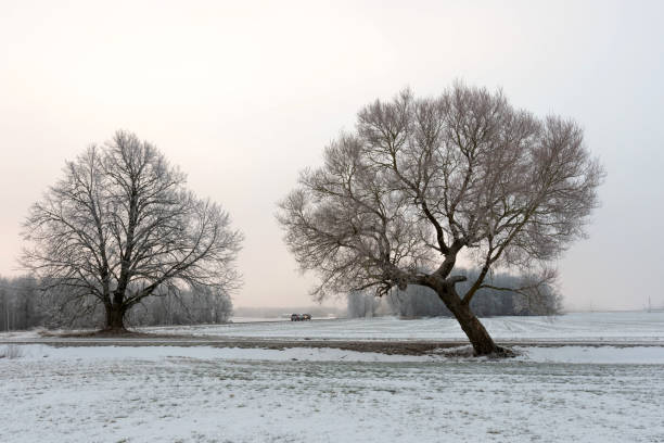 istock Cold winter morning landscape with a road and lonely tree. 1196101617