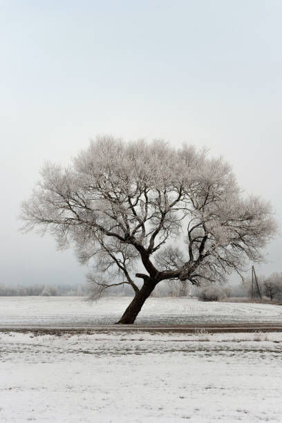 istock Cold winter morning landscape with a road and lonely tree. 1196102139