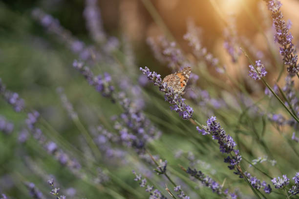 Butterfly on the Lavender field