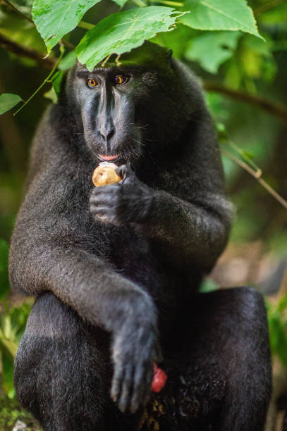 istock The Celebes crested macaque. 1196102281