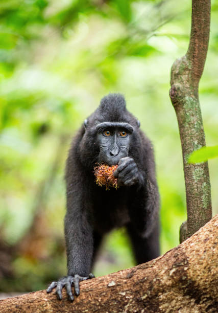 istock The Celebes crested macaque. 1196103651