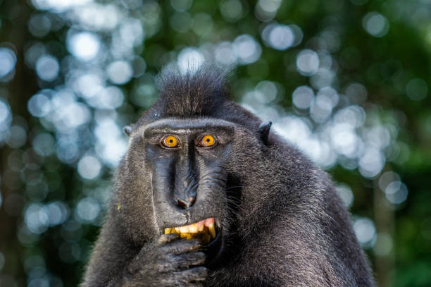 istock The Celebes crested macaque. 1196104312