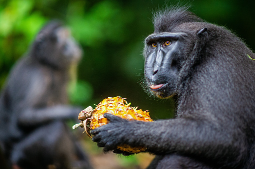 The Celebes crested macaque eating pineapple.  Crested black macaque, Sulawesi crested macaque, or the black ape. Natural habitat. Sulawesi Island. Indonesia.