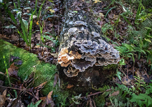 The Beautiful and Complex Forest Floor Ecosystem Decomposers