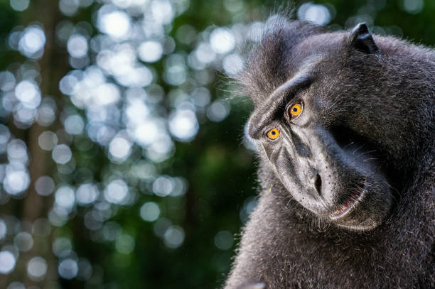 istock The Celebes crested macaque. 1196104335