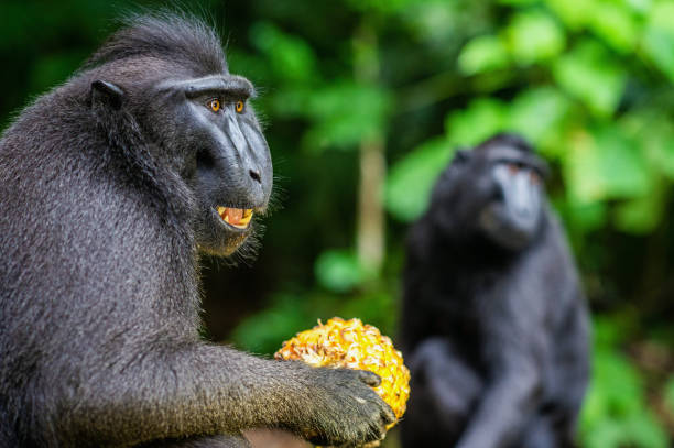 istock The Celebes crested macaque. 1196104959