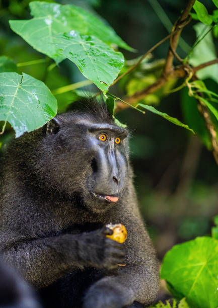 istock The Celebes crested macaque. 1196104962