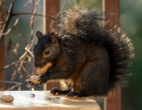 Black Squirrel with a mouthful of peanuts