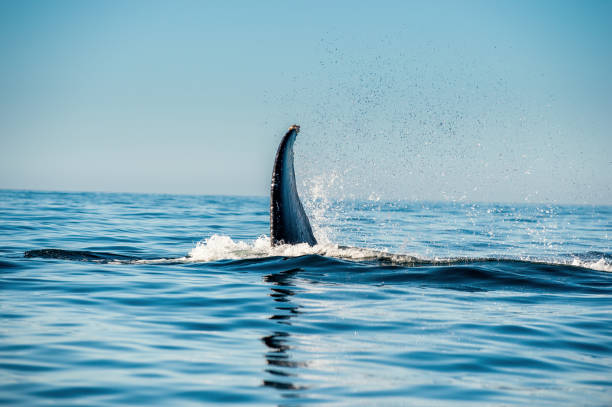 istock humpback whale above  surface of the ocean. 1196105222