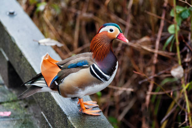 istock Mandarin duck or Aix galericulata, Vancouver, Canada 1196105809