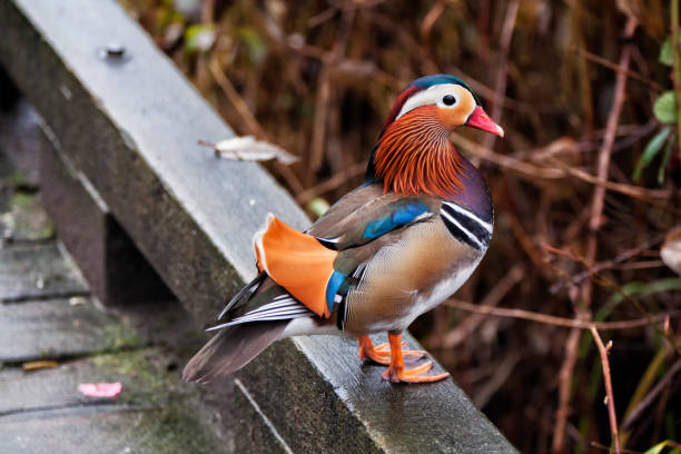 istock Mandarin duck or Aix galericulata, Vancouver, Canada 1196105812